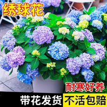 绣球花盆栽花卉室内植物四季开花苗无尽夏秀球老桩阳台庭院带花苞