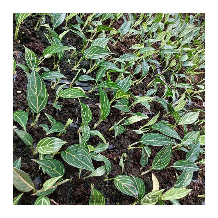 红线粗肋草红粗肋草小盆栽基地直供可水培桌面绿植树苗