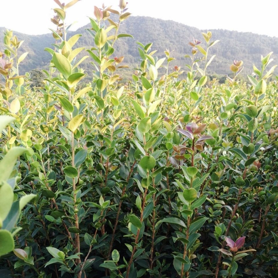 厂家直销高产嫁接油茶苗良种茶籽苗茶子长林系茶苗果树苗营养杯苗