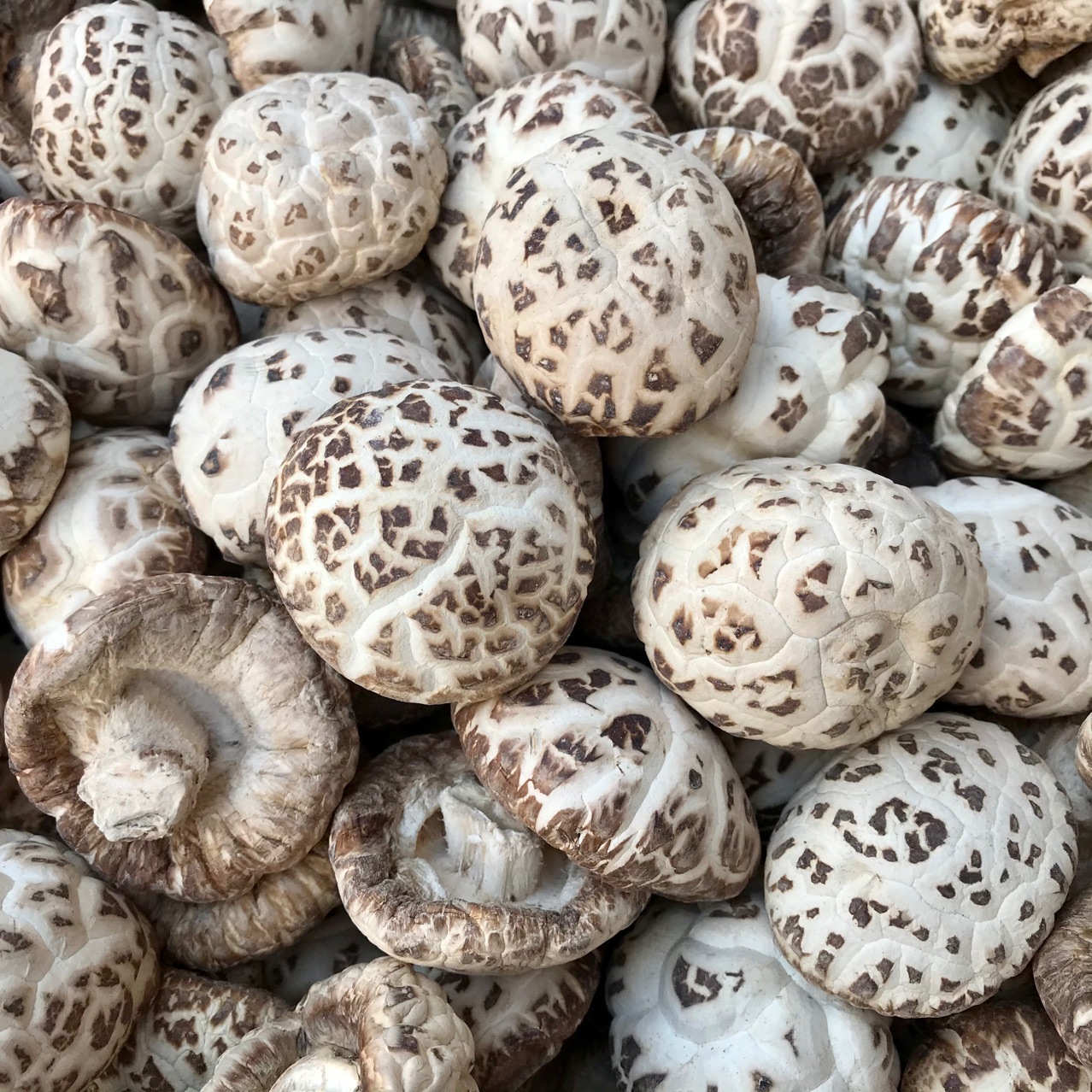 泌阳天白花菇干货剪脚剪脚干香菇冬菇肉厚蘑菇食用菌农产品批发