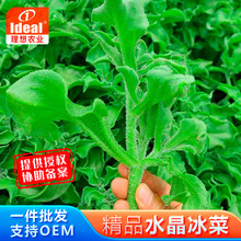 理想水晶冰菜种籽盆栽阳台蔬菜种子冰草苗秋冬季种植青菜野菜种孑