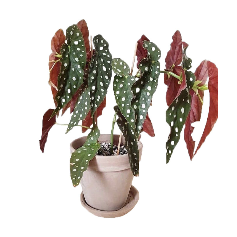 鳟鱼秋海棠 ins风网红绿植盆栽室内阳台观叶植物 露露花园