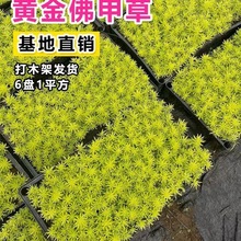 黄金佛甲草室外地被植物四季耐高温盆栽庭院绿化隔热耐热耐寒室外