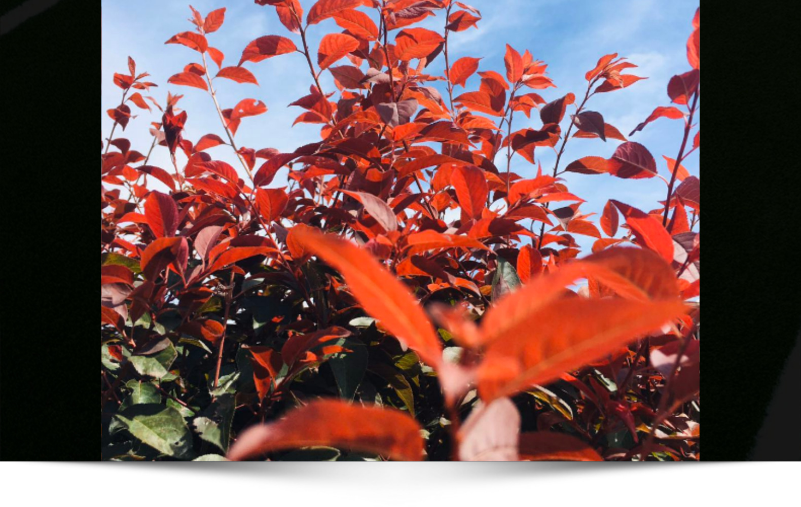 供应 密枝红叶李 红叶李扦插小苗 红叶李容器苗 红叶李球价格优惠