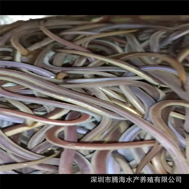 0成交0头渔场供应大量批发 日本鳗鱼苗欧鳗鱼苗白鳗鱼苗花斑鳗鱼苗