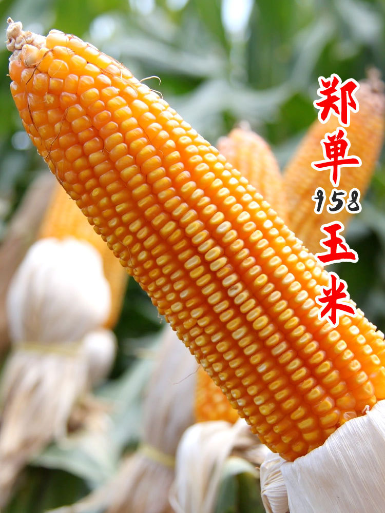 高产郑单958杂交玉米种子早熟饲料种籽四季大田孑大全正品国审种