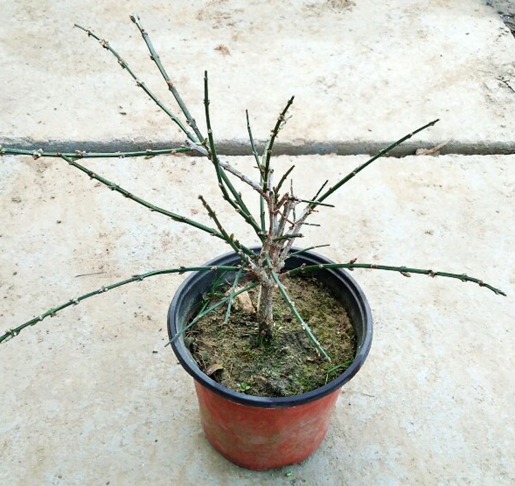 批发迎春花花苗迎春花树苗迎春花小苗南北方种植盆景盆栽四季开花