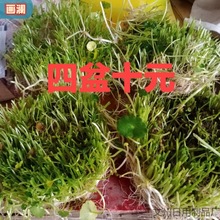 铜钱草水培盆栽室内室外花卉招财金钱草绿植吸甲醛绿植大叶子植物