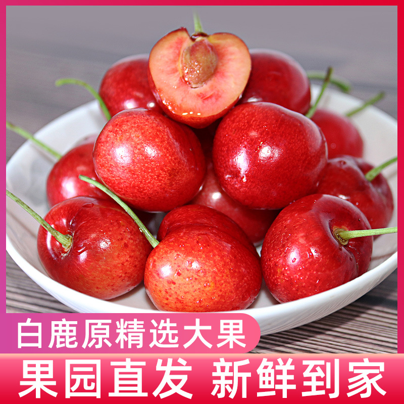 【顺丰包邮】陕西大樱桃西安白鹿原车厘子现摘现发新鲜水果包邮