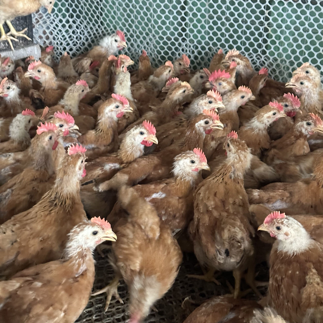 半斤纯种九斤红活苗巨型大红公鸡活体红玉380鸡苗脱温小鸡幼崽