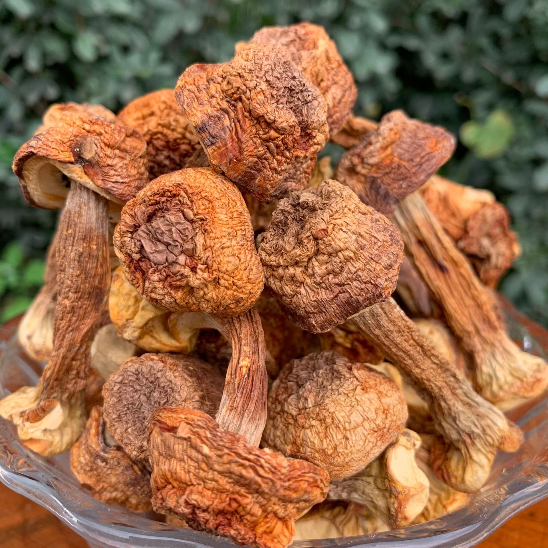 姬松茸干货 云南巴西菇 人工松茸 食用菌姬松茸大货批发一件代发