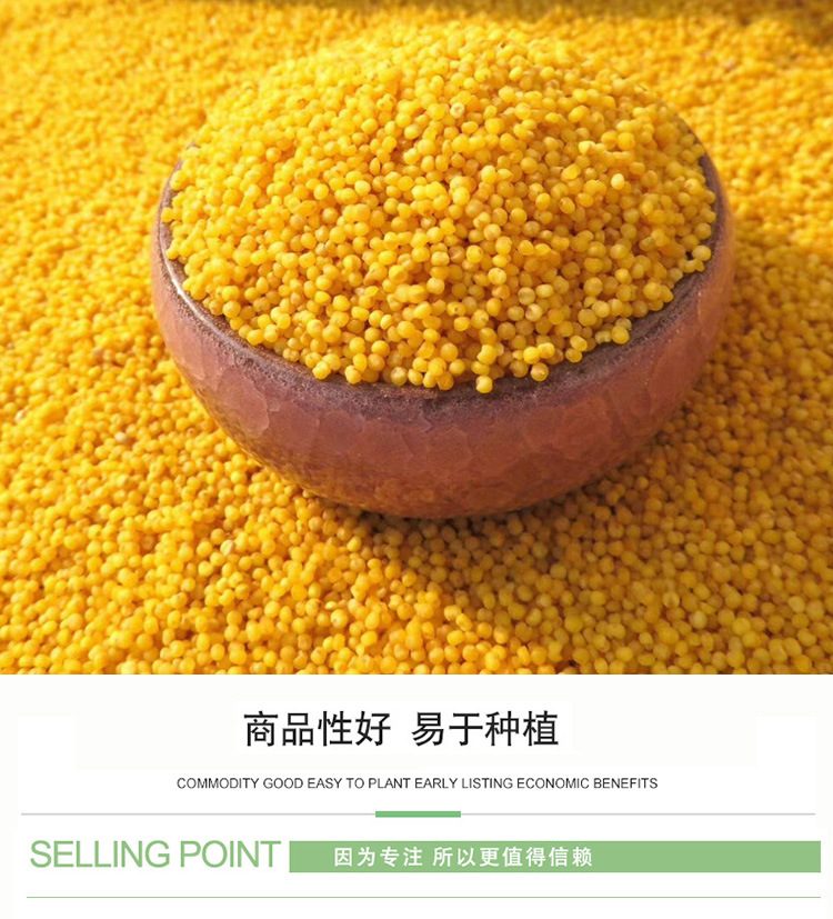 抗鸟黄吨谷小米种子 农田菜园懒汉型茎秆粗壮大穗黄谷黄小米籽