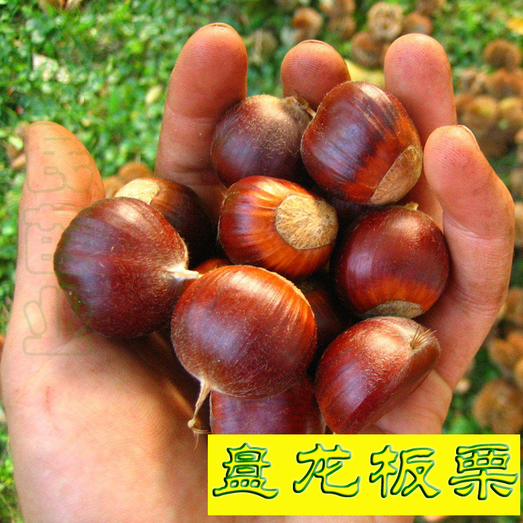 湖南嫁接板栗树苗 又名盘龙栗 新品种 四川引进 当年种2年结果