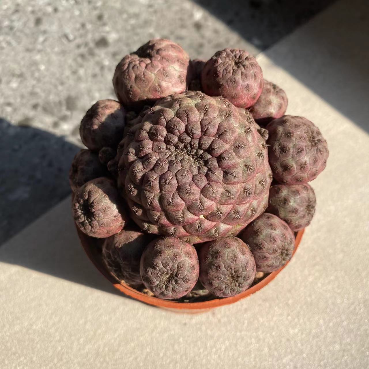 红丽丸仙人球群生多头稀有品种冷门多肉植物室内花卉盆栽开花宠物