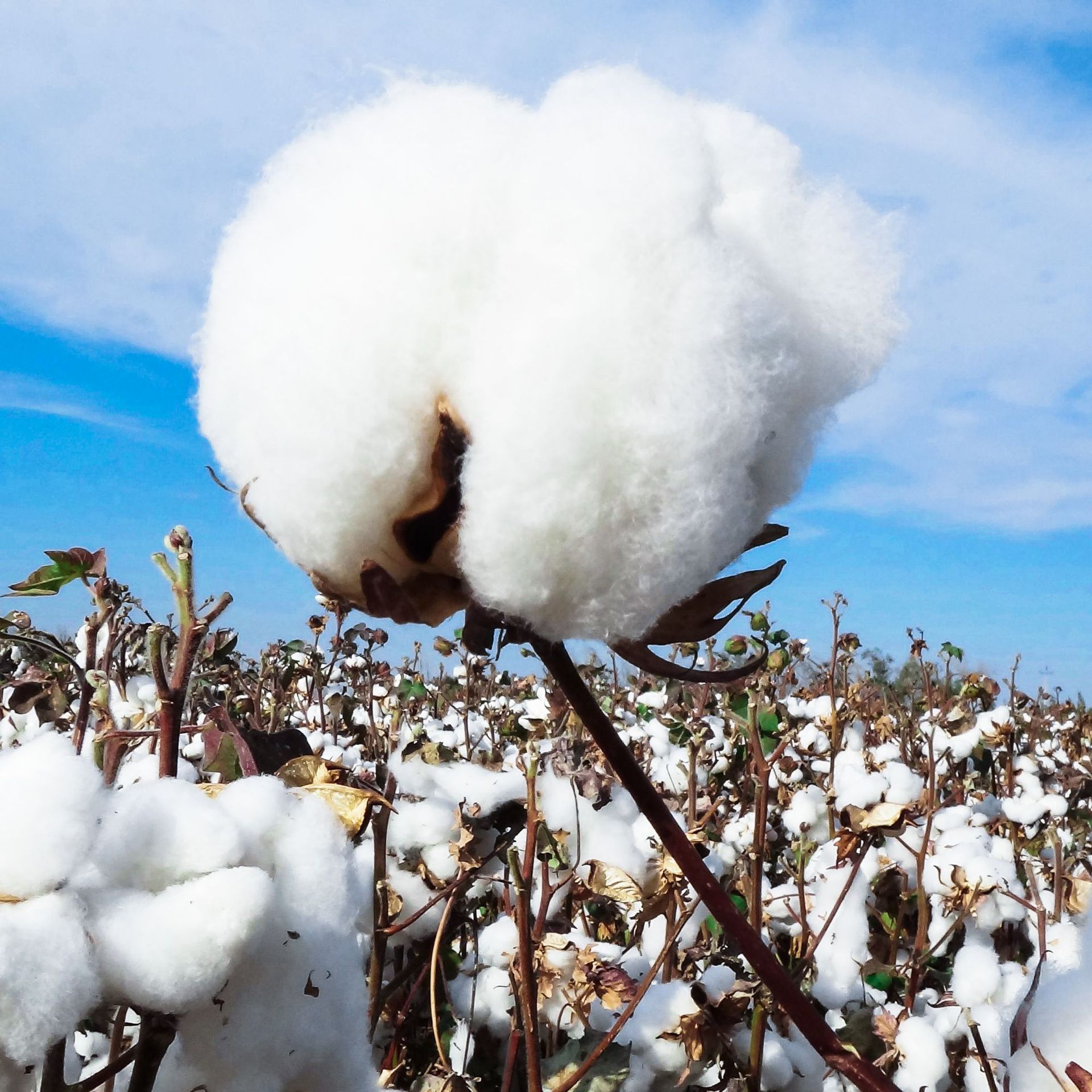 0成交5斤厂家生产精梳新疆棉花批发 千层长绒棉 棉被被子填充棉絮散装