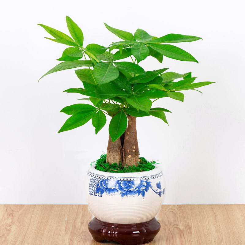 客厅盆栽发财树