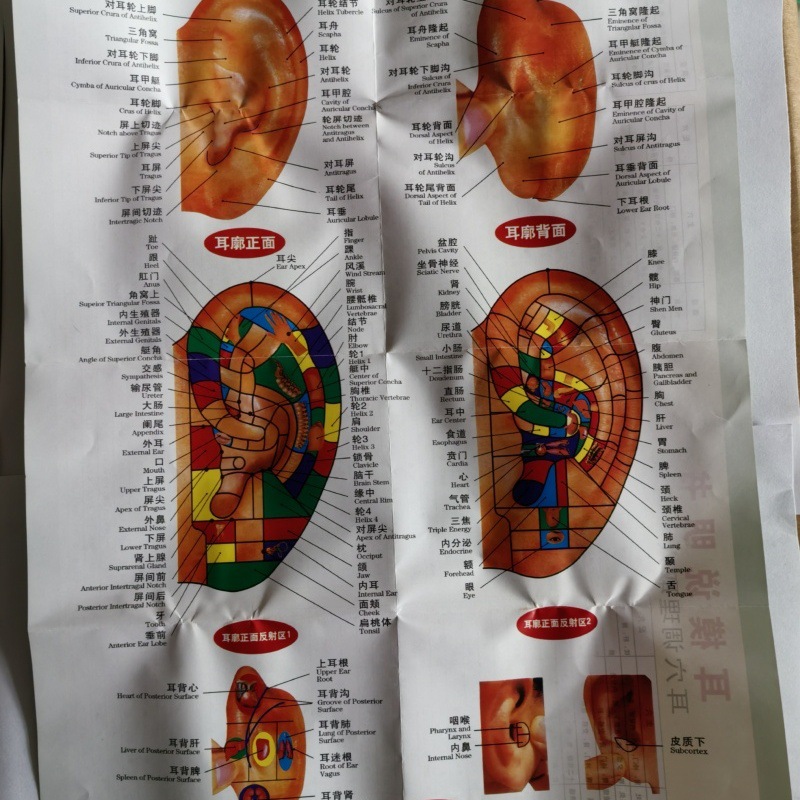 高清耳部反射区耳穴贴模探笔健康疗法挂图穴位按摩双面腹膜耳穴图