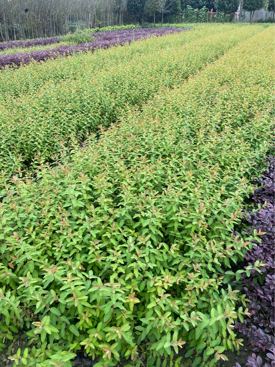 金丝桃容器苗成都金丝桃基地-阿里巴巴