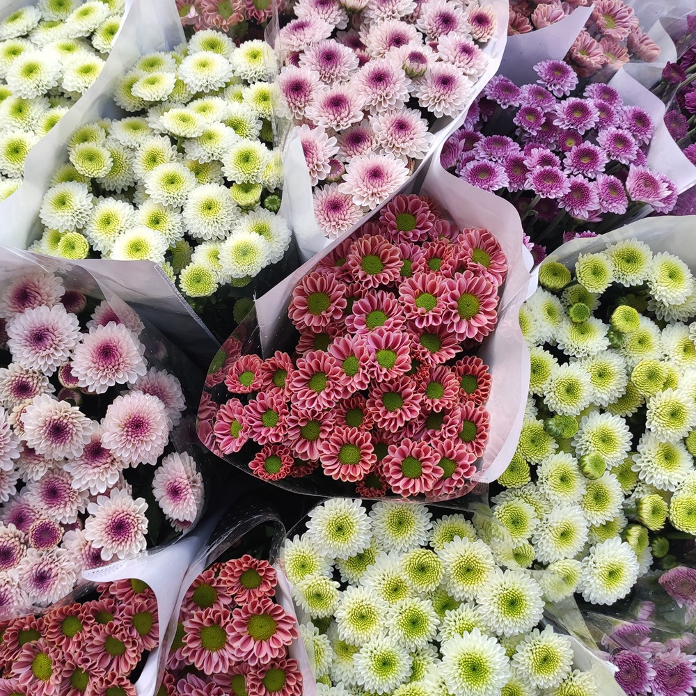 【小雏菊】花期长 云南昆明鲜切花基地批发多头小菊花夜市卖鲜花