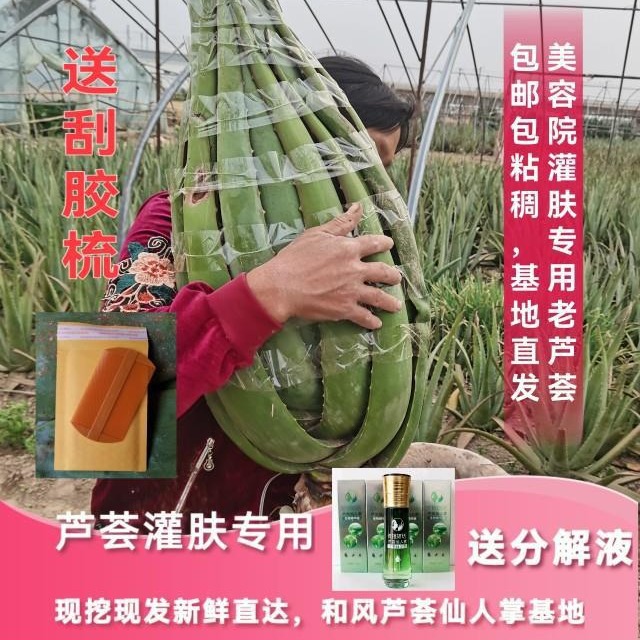 库拉索30斤大芦荟美容院芦荟灌肤芦荟盆栽芦荟食用芦荟-阿里巴巴