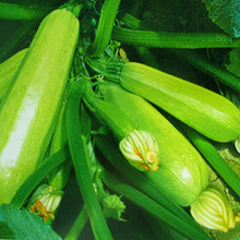 四季可播种西葫芦种子高产抗病菜园蔬菜小瓜菜瓜茄瓜角瓜窝瓜种籽