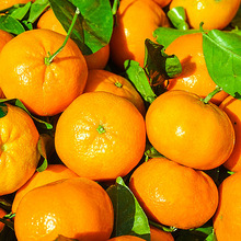 宜昌蜜橘水果橘子新鲜10斤丑橘不知火青皮蜜桔子当季水果整箱柑橘