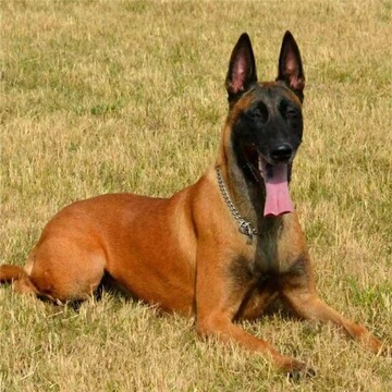 纯种爆红马犬幼犬活体 比利时马犬活体幼崽 马犬护卫犬宠物狗