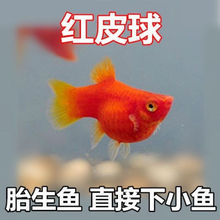 胎生鱼 红太阳鱼 直接生小鱼 红玛丽鱼 红皮球鱼 红剑鱼 包邮包损