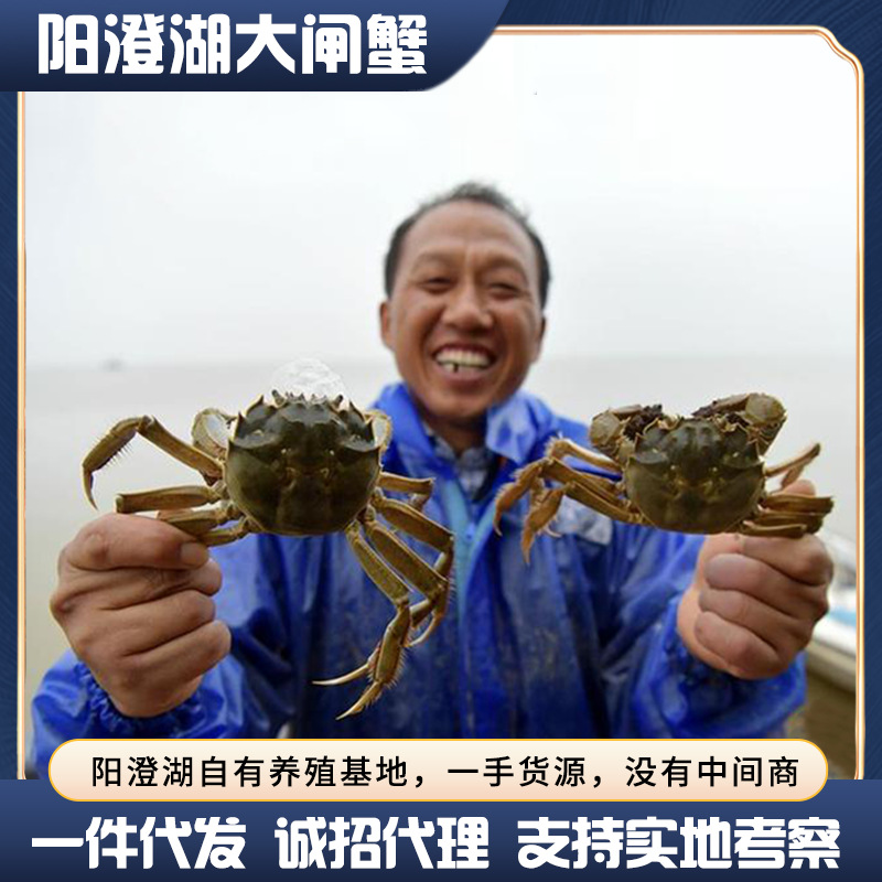 大闸蟹团购鲜活螃蟹公母蟹阳澄湖水产礼盒装批发代理顺丰冷链直发