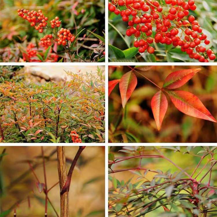 红天竹南天竹苗盆栽 露地直杆红色系 美观净化空气园林植物灌木