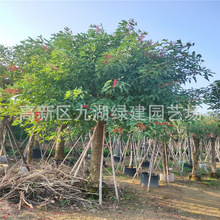 全冠鸡冠刺桐树种植基地直供移植鸡冠刺桐树象牙红树批发各种乔木