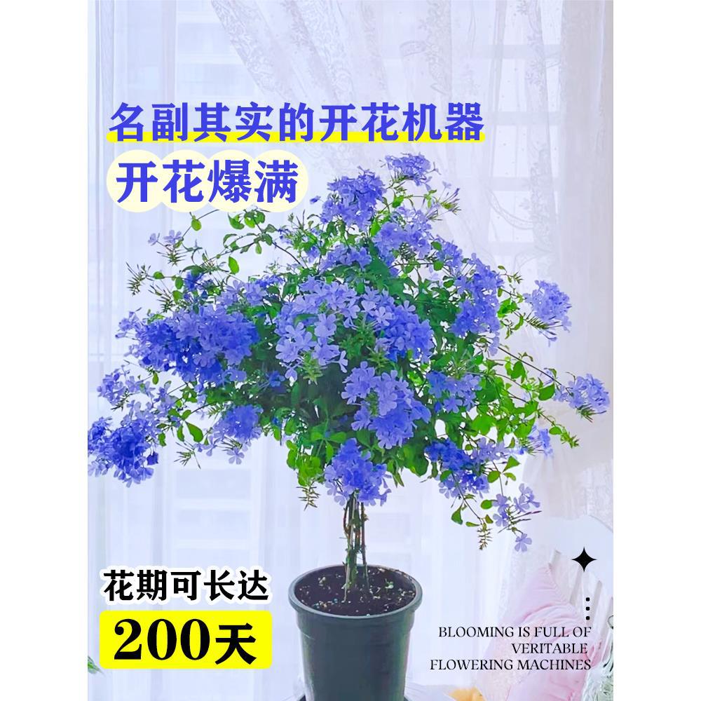 蓝雪花盆栽花卉苗四季开花阳台花园观赏爬藤植物耐热易养活白雪花