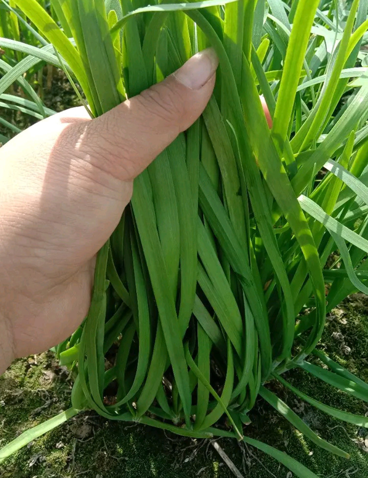 铁杆青韭韭菜种子 农田菜园基地肉厚宽叶白根抗抽苔韭菜蔬菜籽
