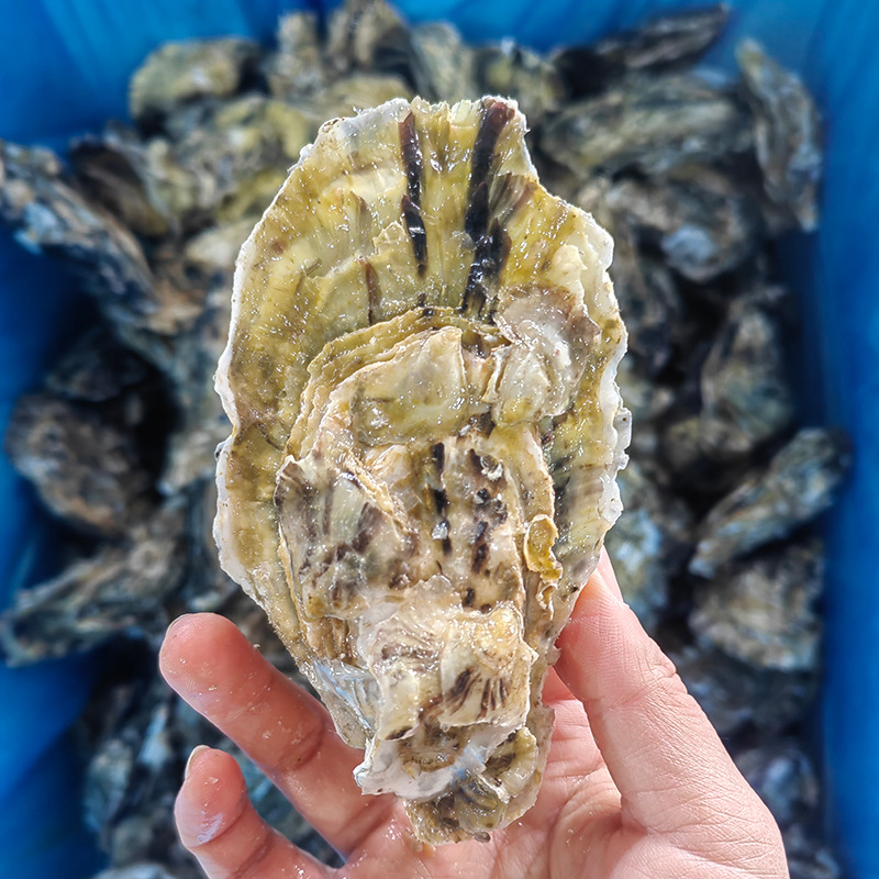 乳山生蚝4两50斤一箱全年供货 鲜活牡蛎商用海鲜水产乳山生蚝批发