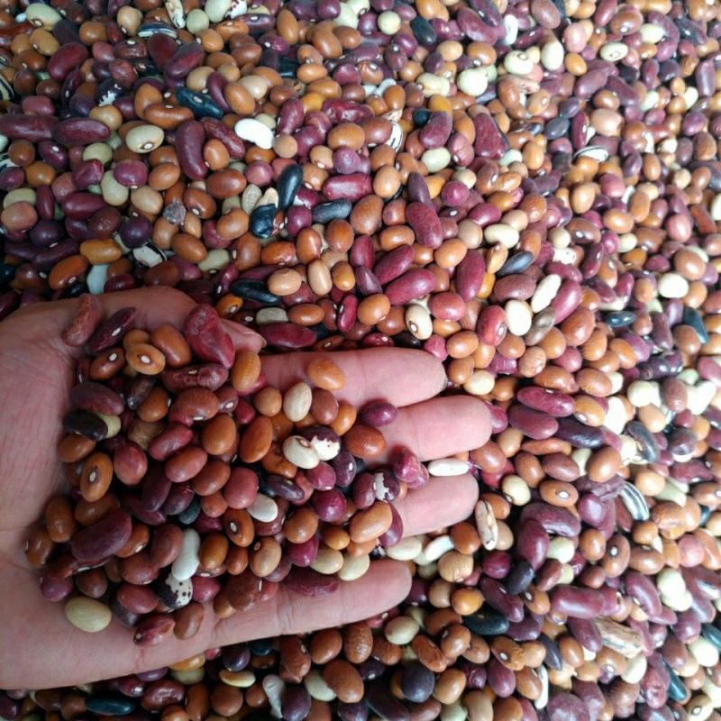 杂芸豆农家自产杂豆组合腰豆红豆沙八宝粥原料杂粮豆类5斤3斤包邮