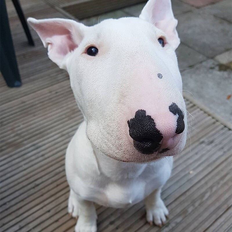 【30天保障】牛头梗犬活体牛头梗幼犬活体纯种宠物狗狗牛头梗活体