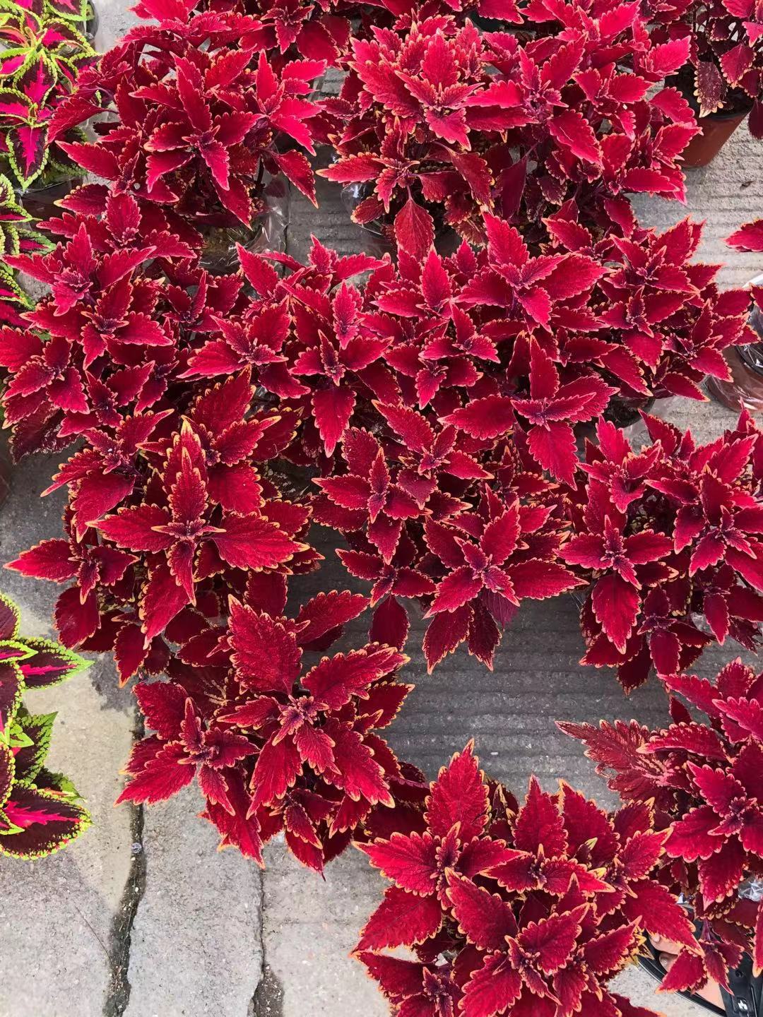 五色草彩叶草-五色草彩叶草厂家,品牌,图片,热帖-阿里巴巴