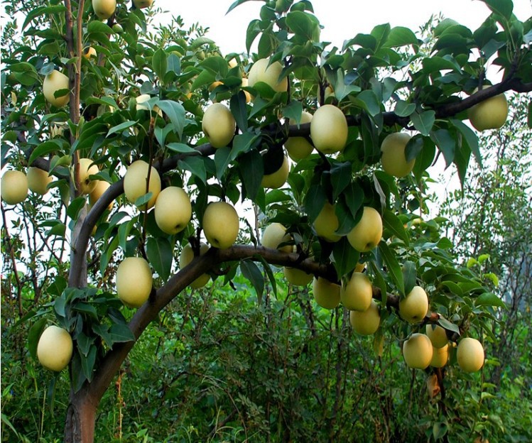 梨树果苗嫁接苗翠冠梨树丰水梨沙梨砀山梨盆栽地栽当年结果梨树苖