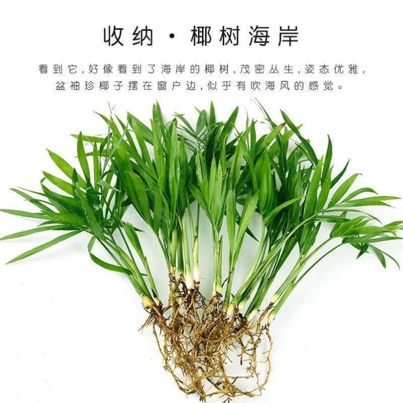 袖珍椰子富贵凤尾竹水培绿植室内办公观叶盆栽四季常青好养活植物