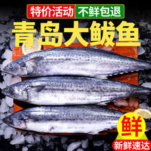 鲅鱼净5斤特惠青岛大新鲜冷冻马鲛鱼鲜活海鲜鱼馅段零食批发现货