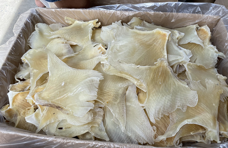 批发北海海狗翅魔鬼鱼翅片蒲鱼翅佛跳墙酒店餐饮食材原料大号干货