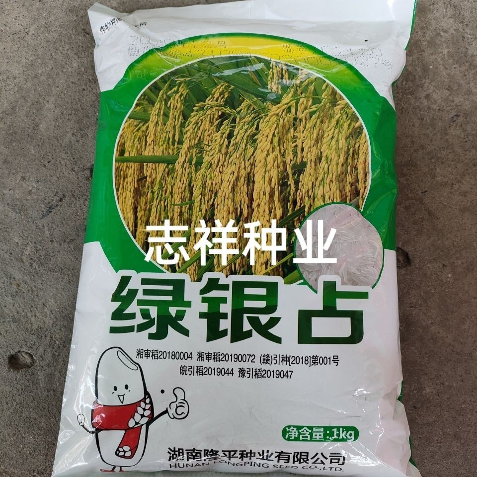 隆平种业绿银占水稻种子常规种 中晚稻谷种长粒1公斤