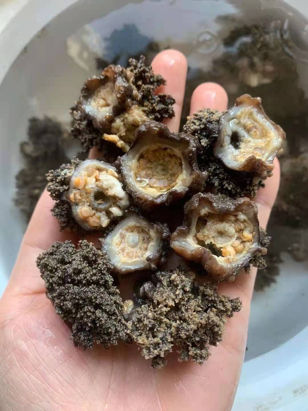 足干到刺手大连海参花干货非即食海参花粉一手货源辽参海参批发