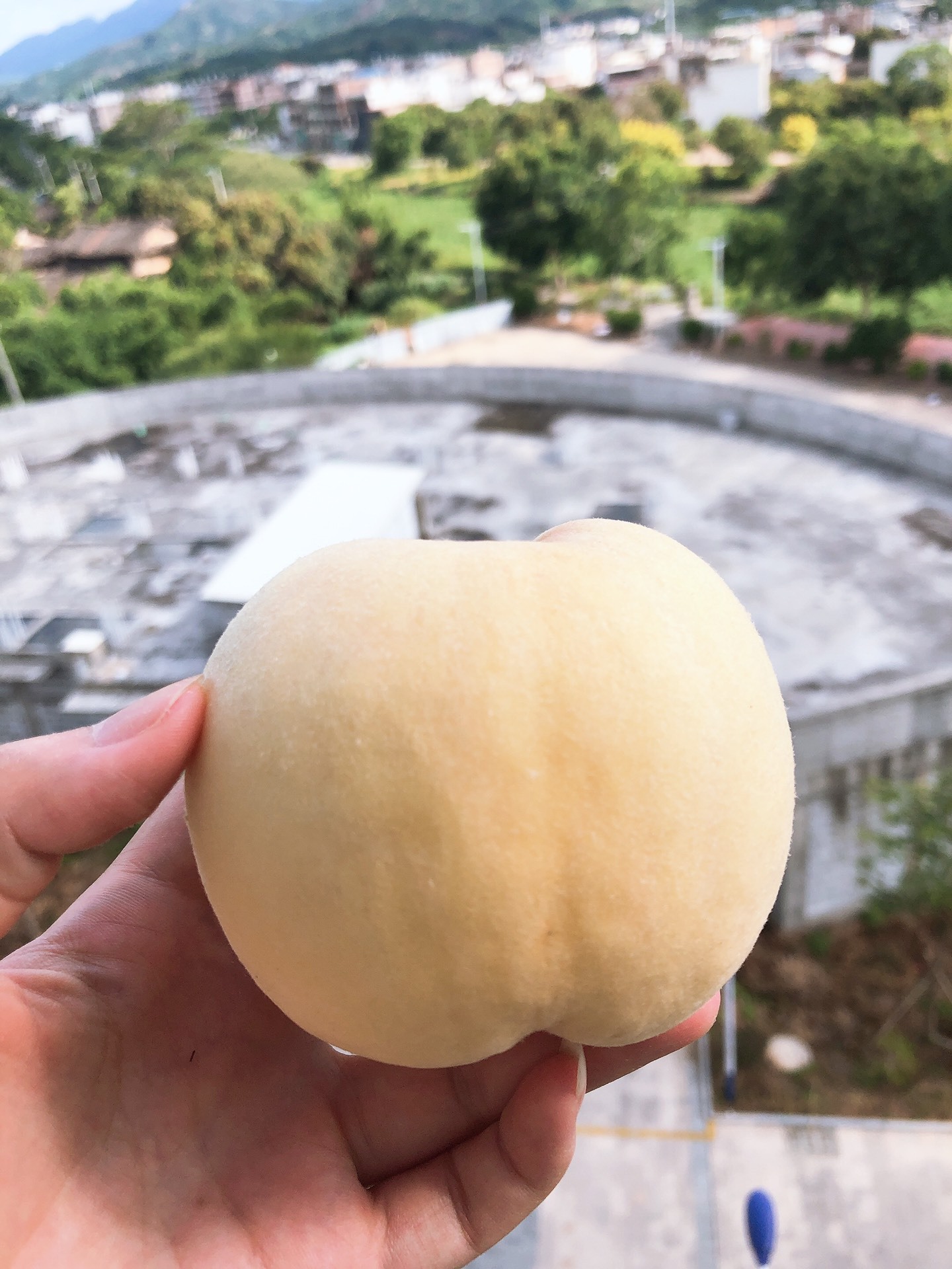 山东蒙阴白桃奶油白桃一件代发