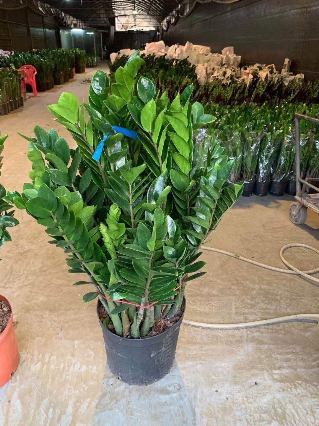 金钱树盆栽植物室内钱串子招财客厅办公室绿植花卉四季常青大盆景