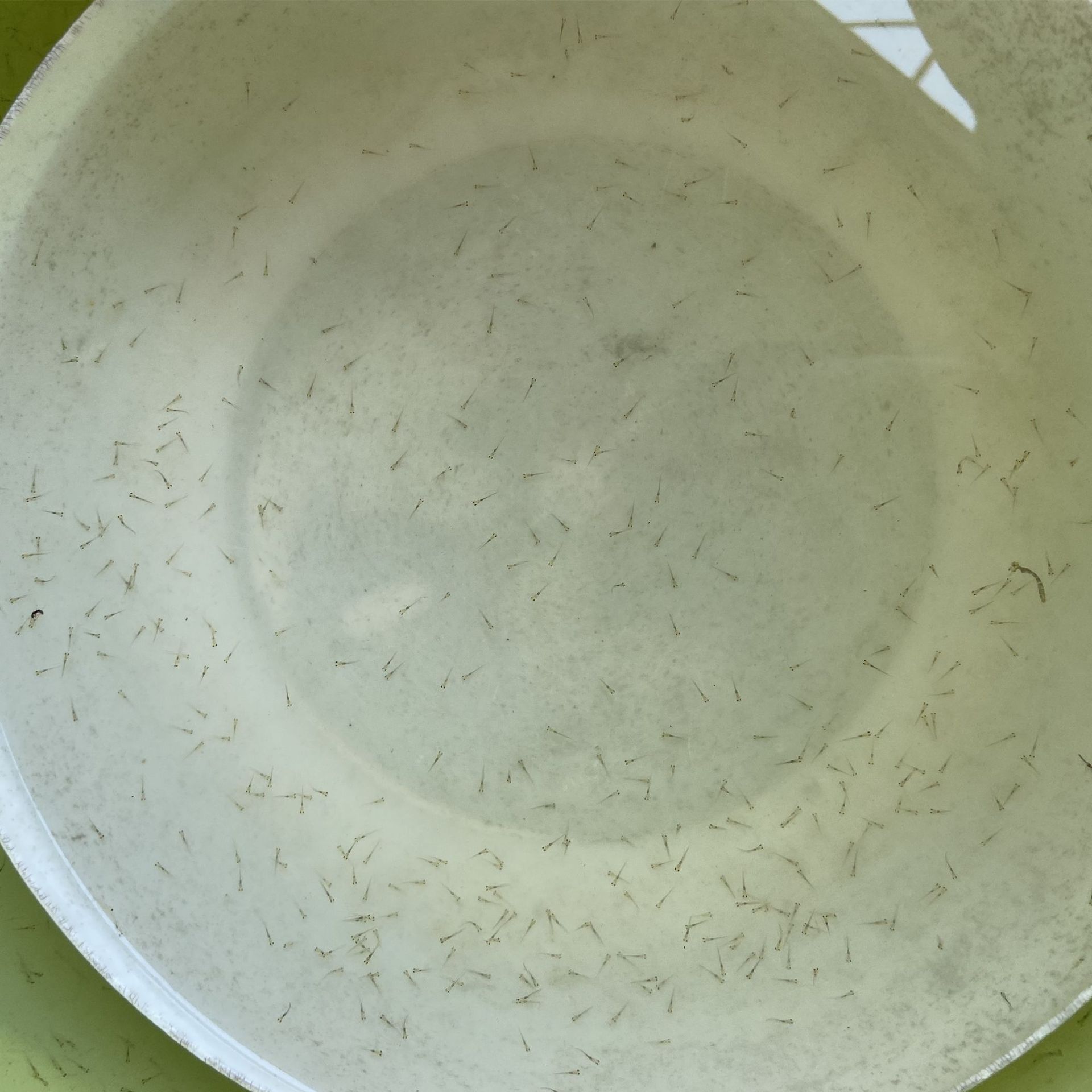 各种鱼苗水花四大家鱼鲫鱼罗非泥鳅加州鲈鲮鱼桂花黄骨等