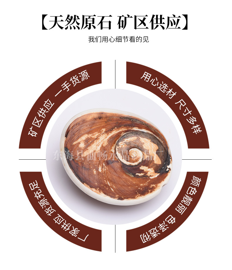 天然海螺贝壳化石太阳贝原石海洋古生物标本diy饰品摆件 厂家批发