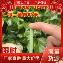 植物营养棒缓释肥料盆栽绿植通用型家用花卉促开花绿叶长效营养片