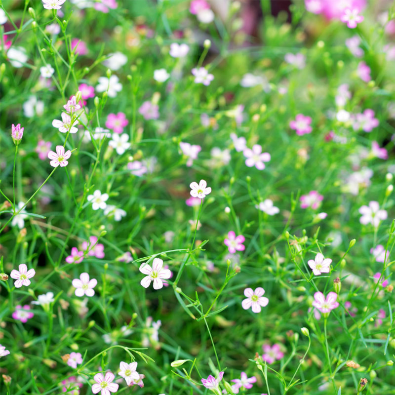 景观花海观花满天星花种批发满天星花种子切花霞粉满天星种子