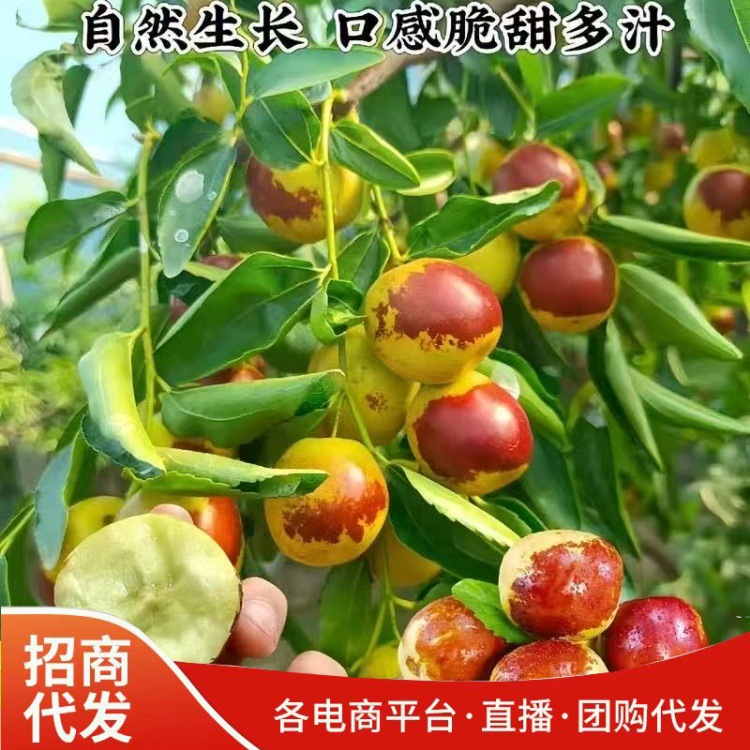新鲜冬枣自家果园采摘冬枣脆甜青枣非大荔冬枣孕妇当季水果冬枣